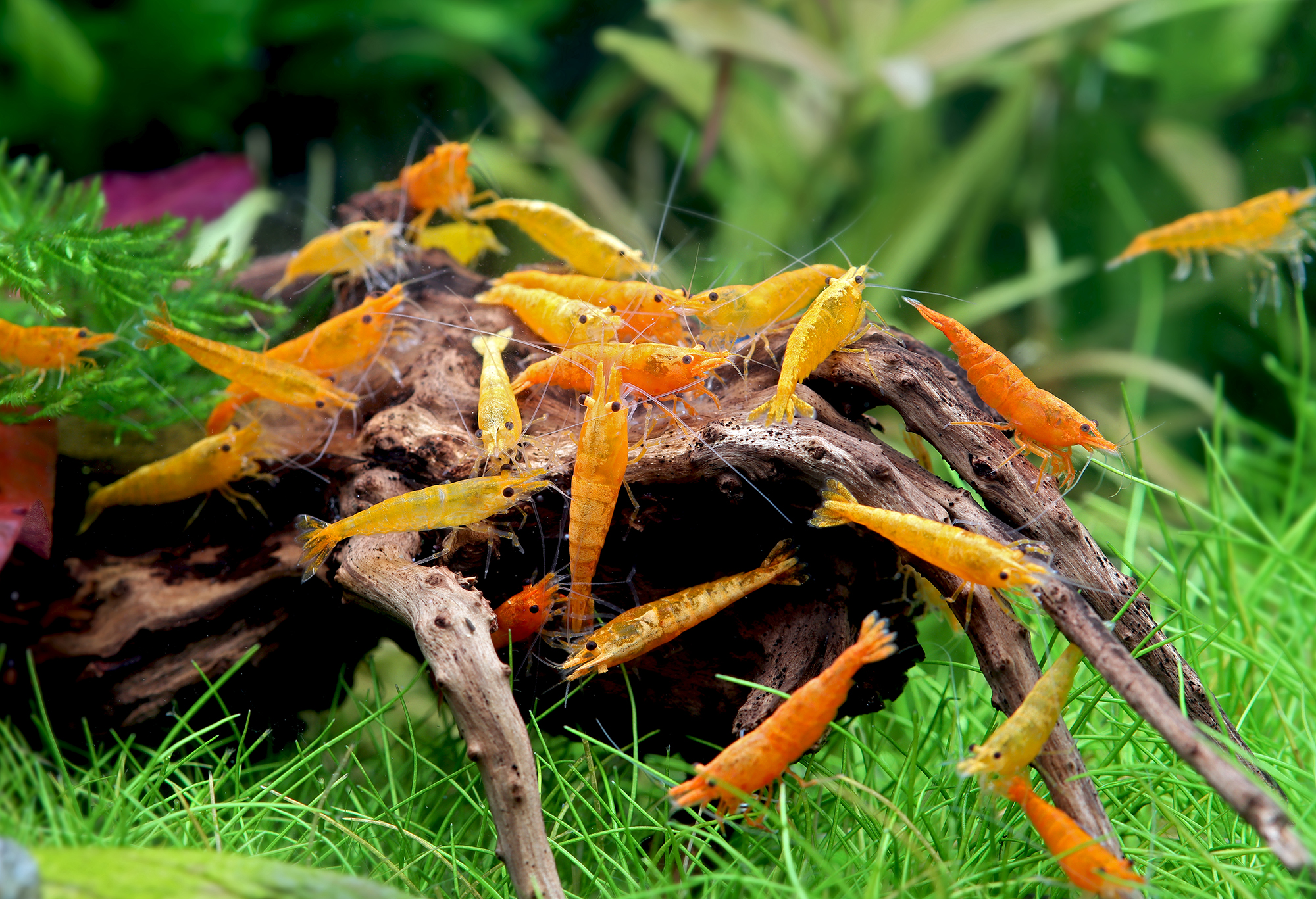 Orange Fire Shrimp